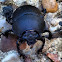 Round black beetle