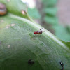 Fruit fly sp.