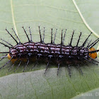 Caterpillar of Tamil Yeoman