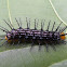 Caterpillar of Tamil Yeoman