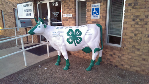 4H Cow