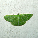 Wavy-lined Emerald Moth