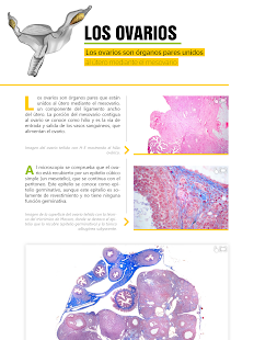 How to download Atlas Interactivo Histología 4 patch 1.0.5 apk for bluestacks
