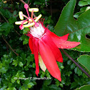 Perfumed Passion Flower