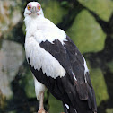 Changeable Hawk-Eagle ( Pale Morph )