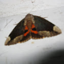 The Betrothed Underwing Moth
