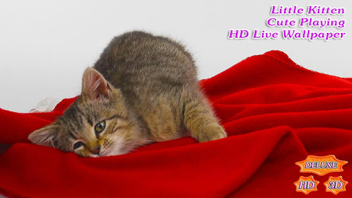 【免費個人化App】Little Kitten Cute Playing-APP點子