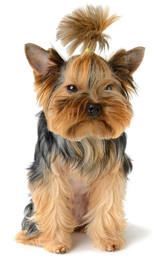 【免費個人化App】Yorkshire Terrier fr-APP點子