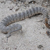 Tiger rattlesnake