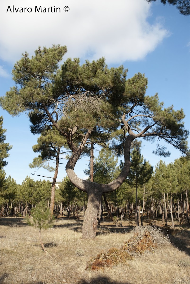 Pino resinero, Maritime pine