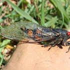 Firetail cicada.