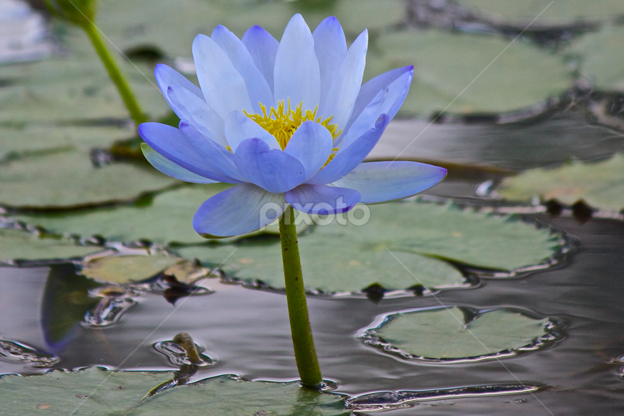 Blue Water Flower Single Flower Flowers Pixoto