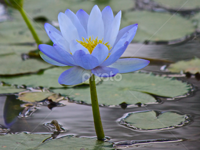 【ベストコレクション】 blue water flowers 868003-Blue water flowers