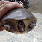 Indian Flap-shelled Turtle