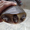 Indian Flap-shelled Turtle