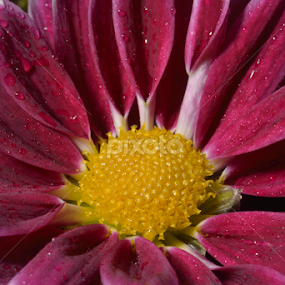 Yellow purple by Aurelian N. - Flowers Single Flower