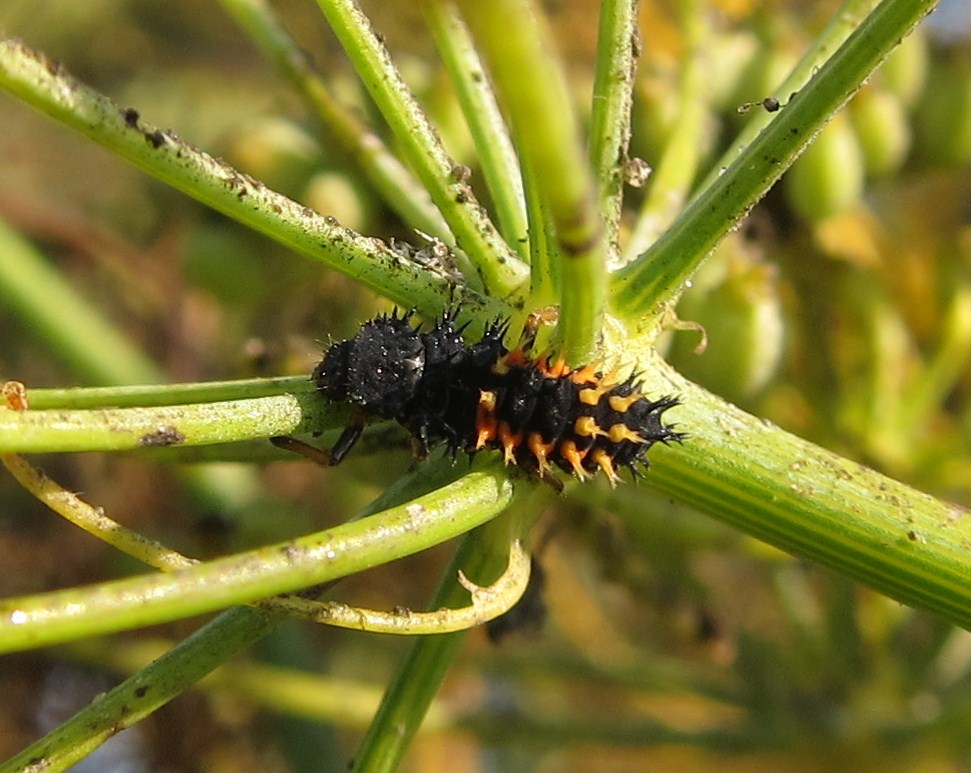 Asian Ladybug Larvae