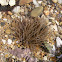 Sea- anemones