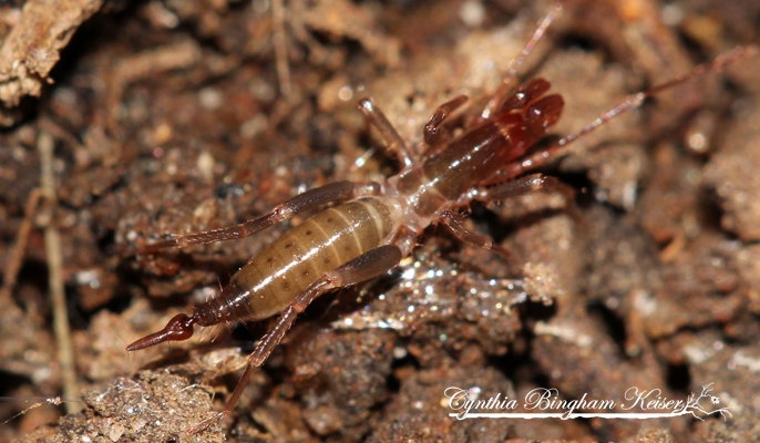 Short-tailed Whipscorpion (male)