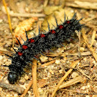 Mourning cloak caterpillar
