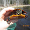 painted turtle