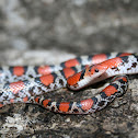 Scarlet Snake