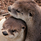 North American River Otter