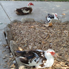 Muscovy duck