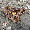 Moor frog - Moorfrosch