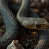 Eastern Montpellier snake