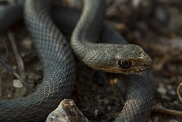 Eastern Montpellier snake | Project Noah