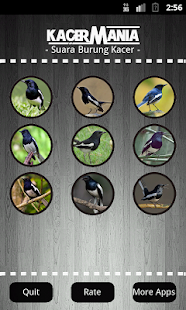 How to install Oriental Magpie Robin patch 1.1 apk for android