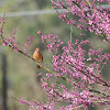 Redbud Tree Blossoms and Female Cardinal