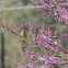 Redbud Tree Blossoms and Female Cardinal