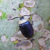 Jumping Leaf Beetle