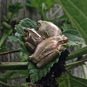Cuban Tree Frog (Froglets)