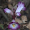 Magenta Ghost Flower