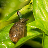 Green-banded Broodsac infecting a snail