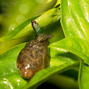 Green-banded Broodsac infecting a snail