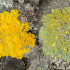 Common orange lichen