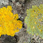 Common orange lichen