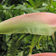 Heliconia pink flamingo