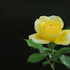 Yellow Rose (Tea)