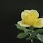 Yellow Rose (Tea)