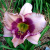 Daylily 'Traditional Treasure'