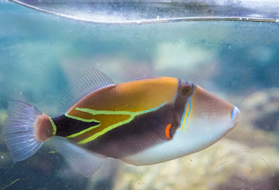The state fish of Hawaii, humuhumunukunukuapuaa (say that 3 times fast!), also known as the reef triggerfish. 