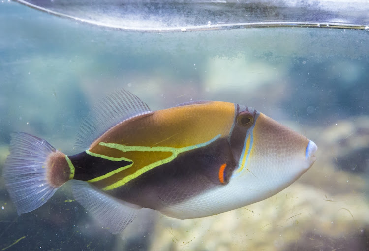 The state fish of Hawaii, humuhumunukunukuapuaa (say that 3 times fast!), also known as the reef triggerfish. 