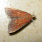 Pink Snout Moth