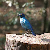 Cape glossy Starling