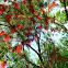 Bottle Brush Tree